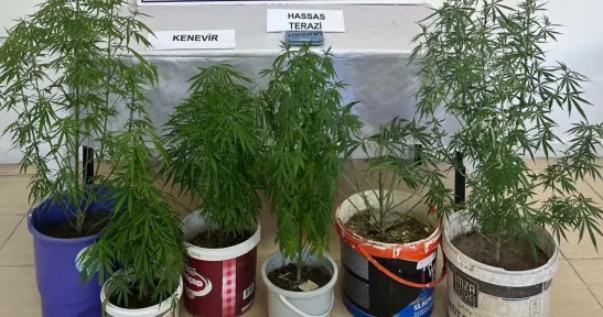 Evinde kenevir yetiştiren şüpheliye jandarmadan gözaltı