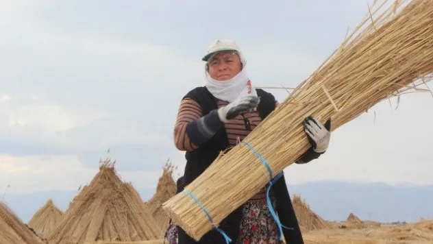 Sultan Sazlığı'ndaki Kamış Hasadına Kuraklık Darbesi