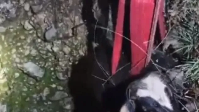 15 metrelik kuyuya düşen inek, 3 saatte kurtarıldı