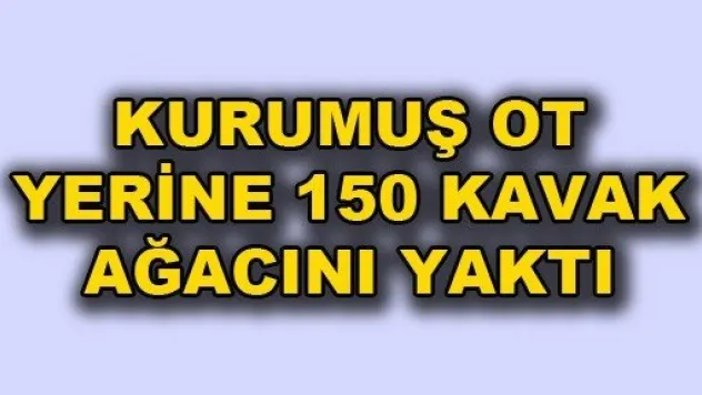 150 Kavak ağacını yaktı