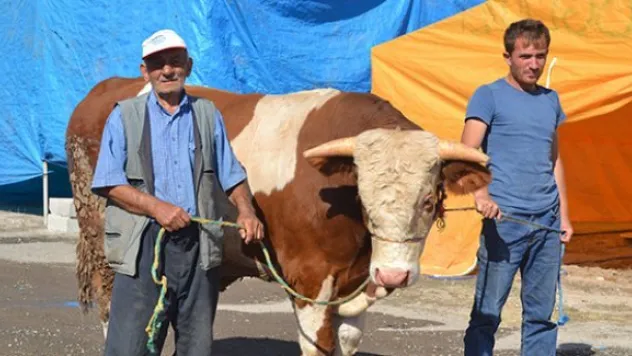 1 tonluk kurbanlık tosun 15 bin TL'ye alıcısını bekliyor