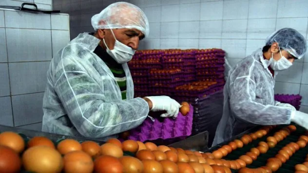 Bu Fabrikada Yumurtanın Akı İle Sarısı Ayrılıyor