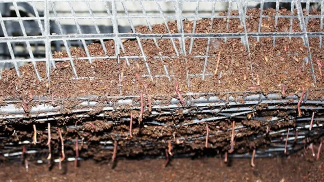 Solucan Gübresi Ülkenin Geleceğini Kurtaracak