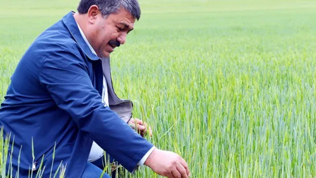 Arpa ve buğday üreticiyi düşündürüyor