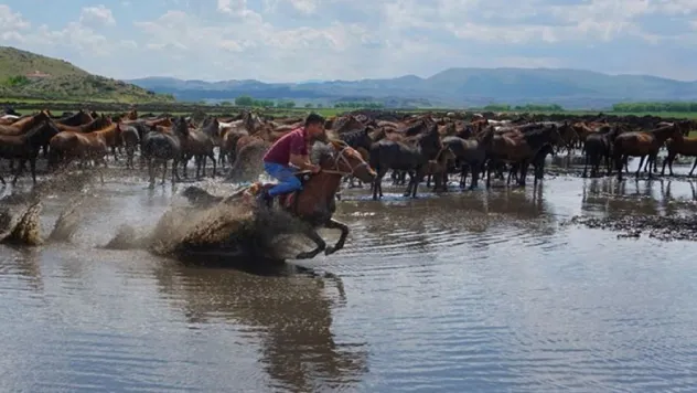 Yılkı atları fotoğrafçıların gözdesi oldu