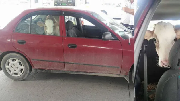 Memleketim insanı sınır tanımıyor