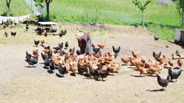 Sarız'da organik yumurta üretilecek