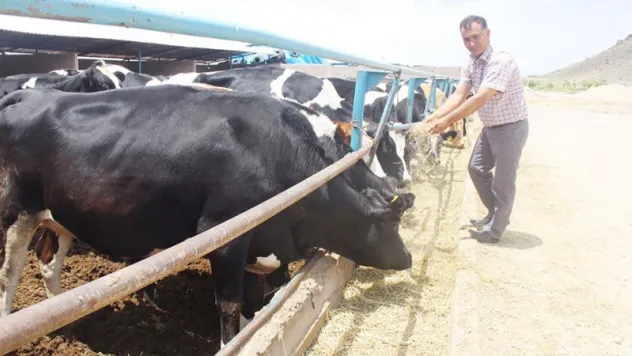 'Süt Köprüsü' hayata geçiriliyor