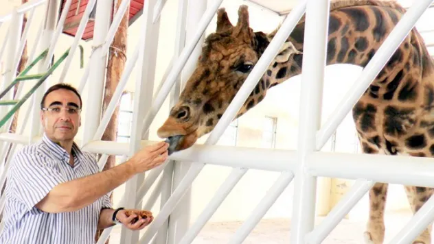 Zürafaların büyük aşkı devam ediyor