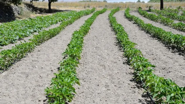 Organik tarım sertifikasyon işlemleri sürüyor