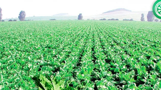 Şeker'den çiftçiye sulama avansı