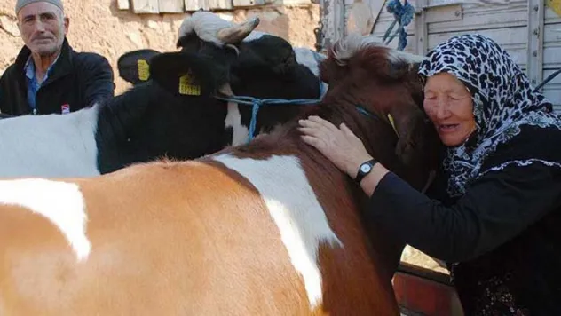 İnekleri için ağlayan çifti güldüren hediye