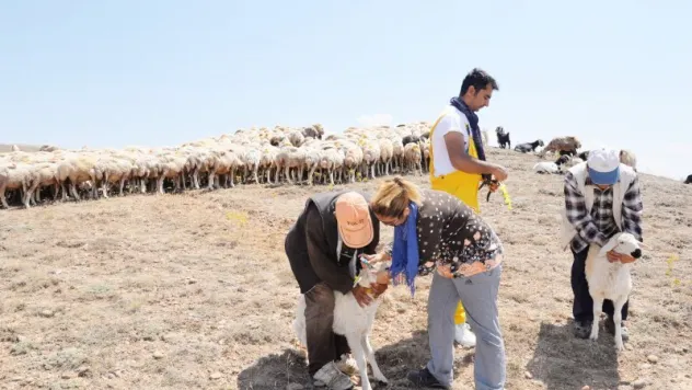 Koyun ve keçiler kayıt altına alınıyor