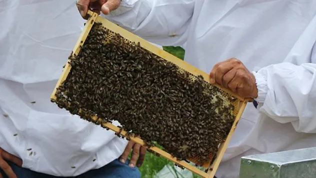 Organik arıcılığa kovan başına destek