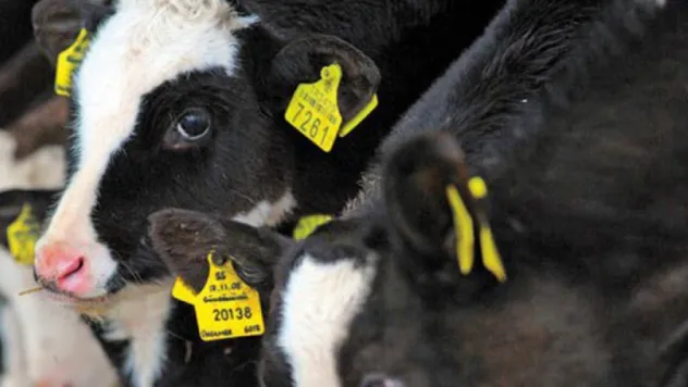 Alo Küpe hattı kuruldu