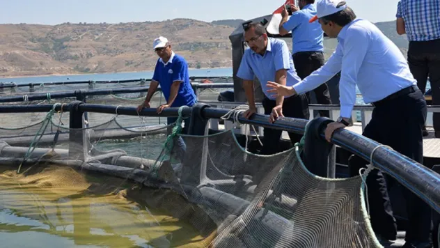 Avrupa'ya alabalık ihraç ediyoruz