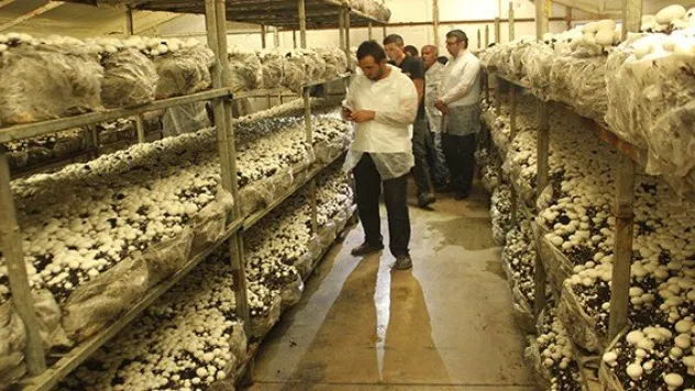 İstiridye mantarı yetiştiriciliği eğitimi tamamlandı