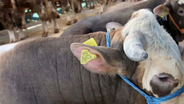 Kapı önlerinde kurban kesmek yasak