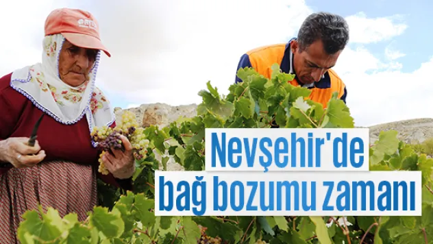 Nevşehir'de bağ bozumu zamanı