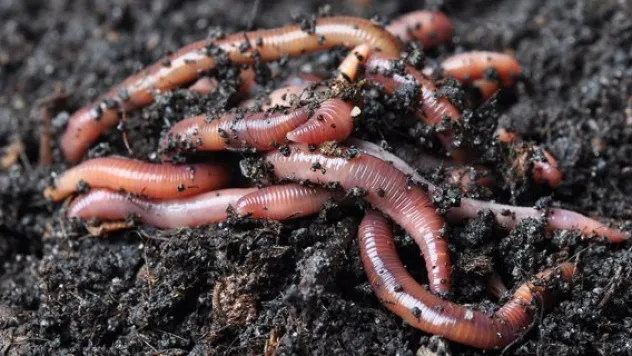 Solucan gübresine Çin ve İsrail'den talep