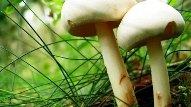 Artan mantar zehirlenmelerine karşı uyarı