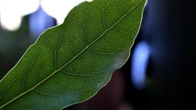 Defne kırsal kalkınmanın lokomotifi olacak