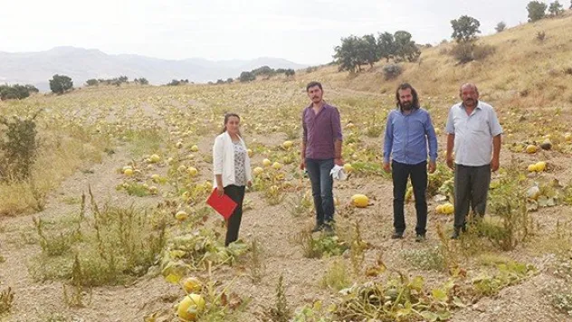 Develi'de 'İyi Tarım' yaygınlaşıyor