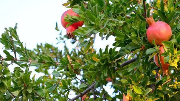 Fazla üretim nar fiyatlarını düşürdü