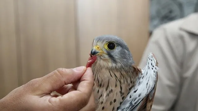Yaralı yavru Doğan doğaya salıverildi