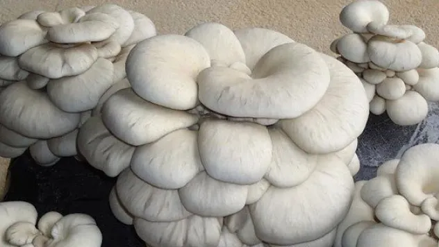 İstiridye mantarı üretimi yüzde yüz arttı