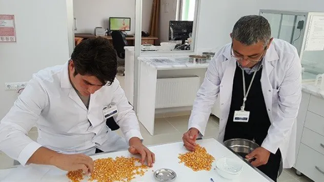 Şeker, danelik mısır için TMO ile sözleşme imzaladı