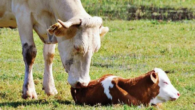 Yedi buzağıdan birini yaşatamıyoruz