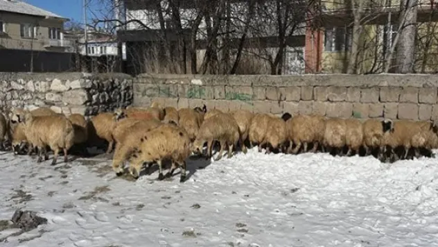 Genç Çiftçilere Küçükbaş Hayvanları Teslim Edildi