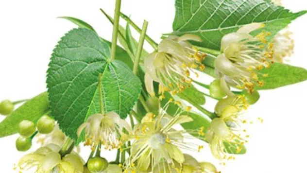 Ihlamur soğuk algınlığı belirtilerini azaltıyor