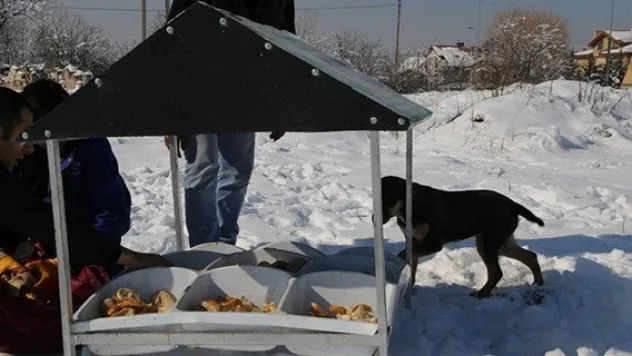 Sokak hayvanlarına gıda desteği