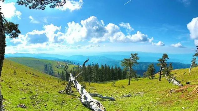 3 ovamız koruma altında