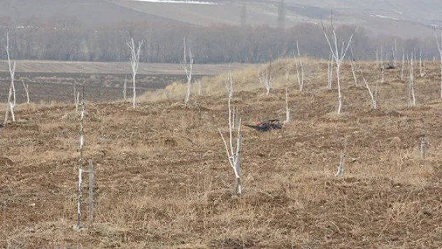 Ceviz üreticisi don olayına çare buldu