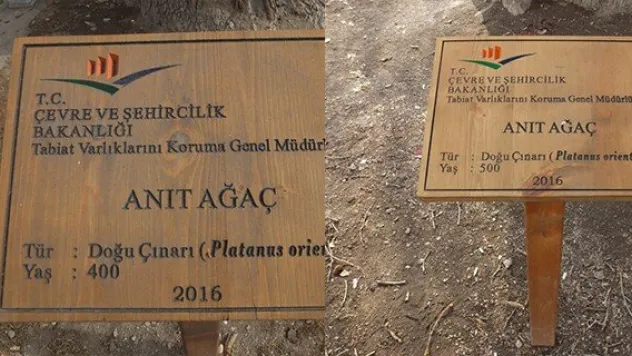 Anıt ağaçların 'abartılı' yaşlarına inceleme