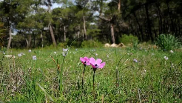 Baharın habercisi ilk cemre havaya düştü