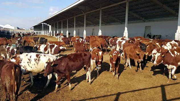 Kayseri Şeker üstün süt ırkı 'Avrupa Kırmızısı' sığırları ithal etti
