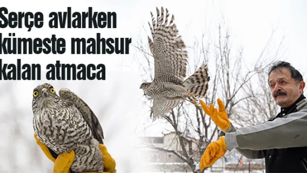 Serçe avlarken kümeste mahsur kalan atmaca kurtarıldı