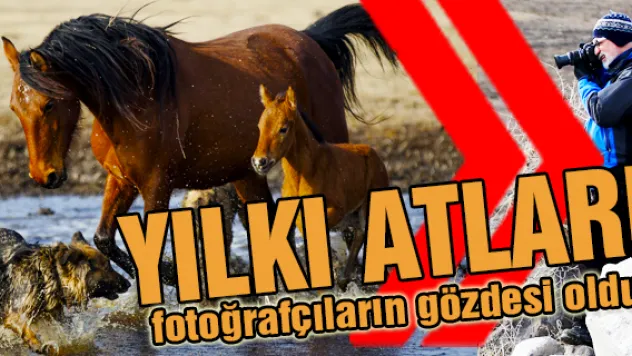 Yılkı atları fotoğrafçıların gözdesi oldu
