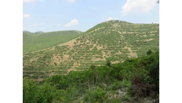 3 buçuk milyon fidan toprakla buluştu