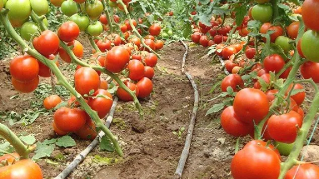 Domatesin ekonomiye katkısı 12,7 milyar lira