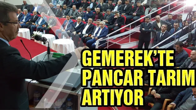 Gemerek'te pancar tarımı artıyor 