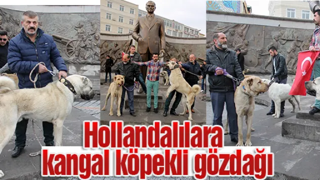 Hollandalılara kangal köpekli gözdağı
