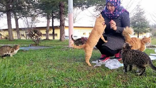Öğrenci bursu ile kedileri doyuruyor