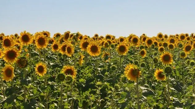 Yağlı tohumlu bitkiler desteğinde son gün 31 Mart...