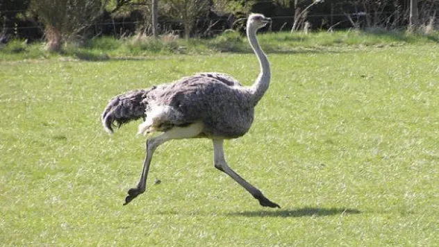 Bacağı kırılan devekuşu, ERÜ'de tedavi edildi