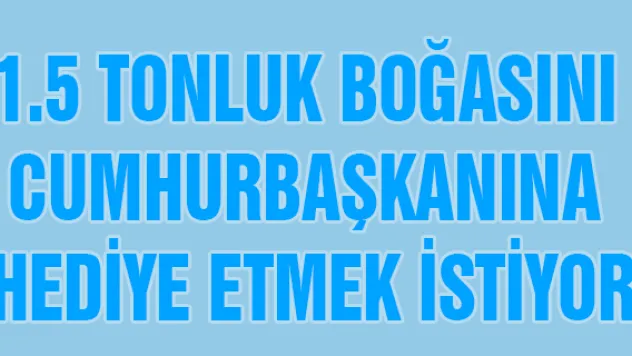 1.5 tonluk boğasını Cumhurbaşkanına hediye etmek istiyor